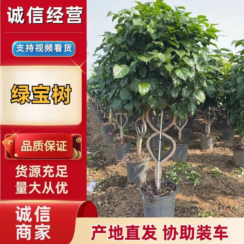 新品种绿宝种苗可视频看货产地直发提供技术指导存活高
