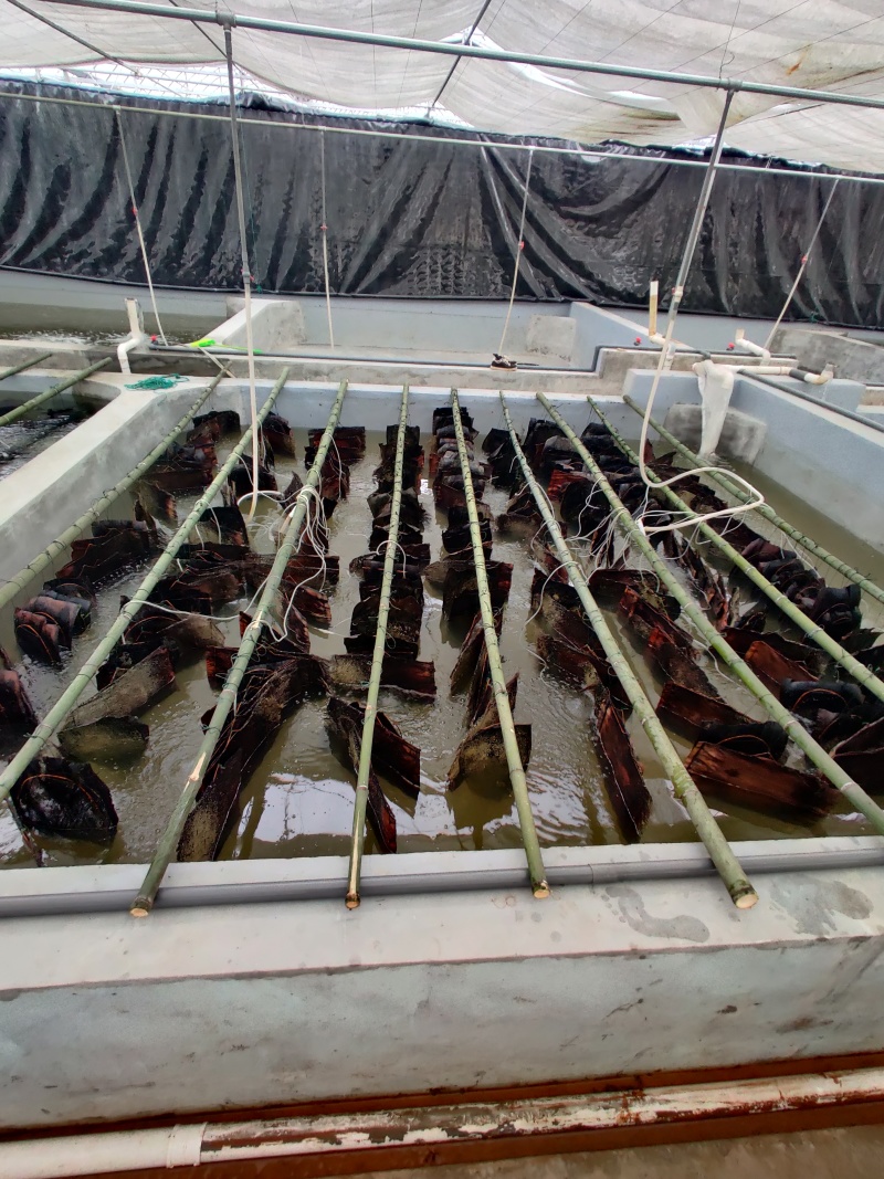 加州鲈鱼苗皖鲈一号工厂基地货源保质保量货源充足