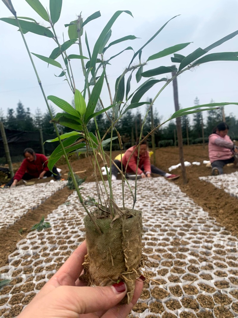 基地直供，优质籽播苗，可降解无纺布容器苗！