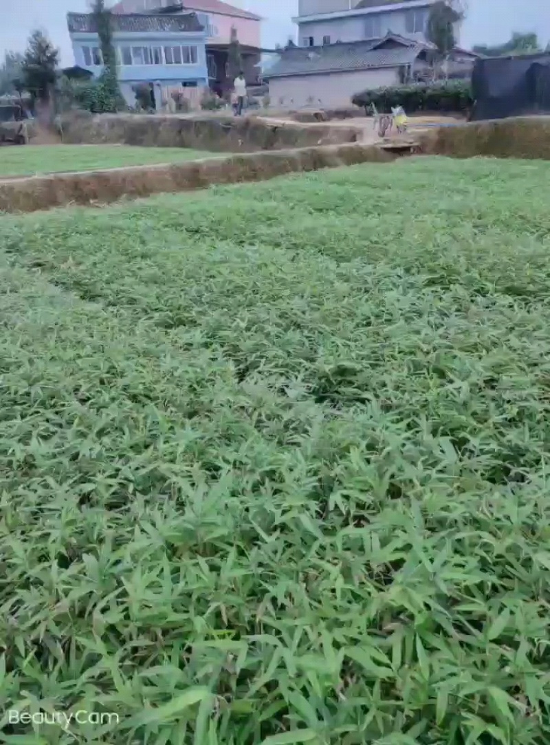 基地直供，优质籽播苗，可降解无纺布容器苗！