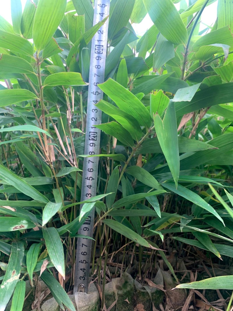 基地直供，优质籽播苗，可降解无纺布容器苗！