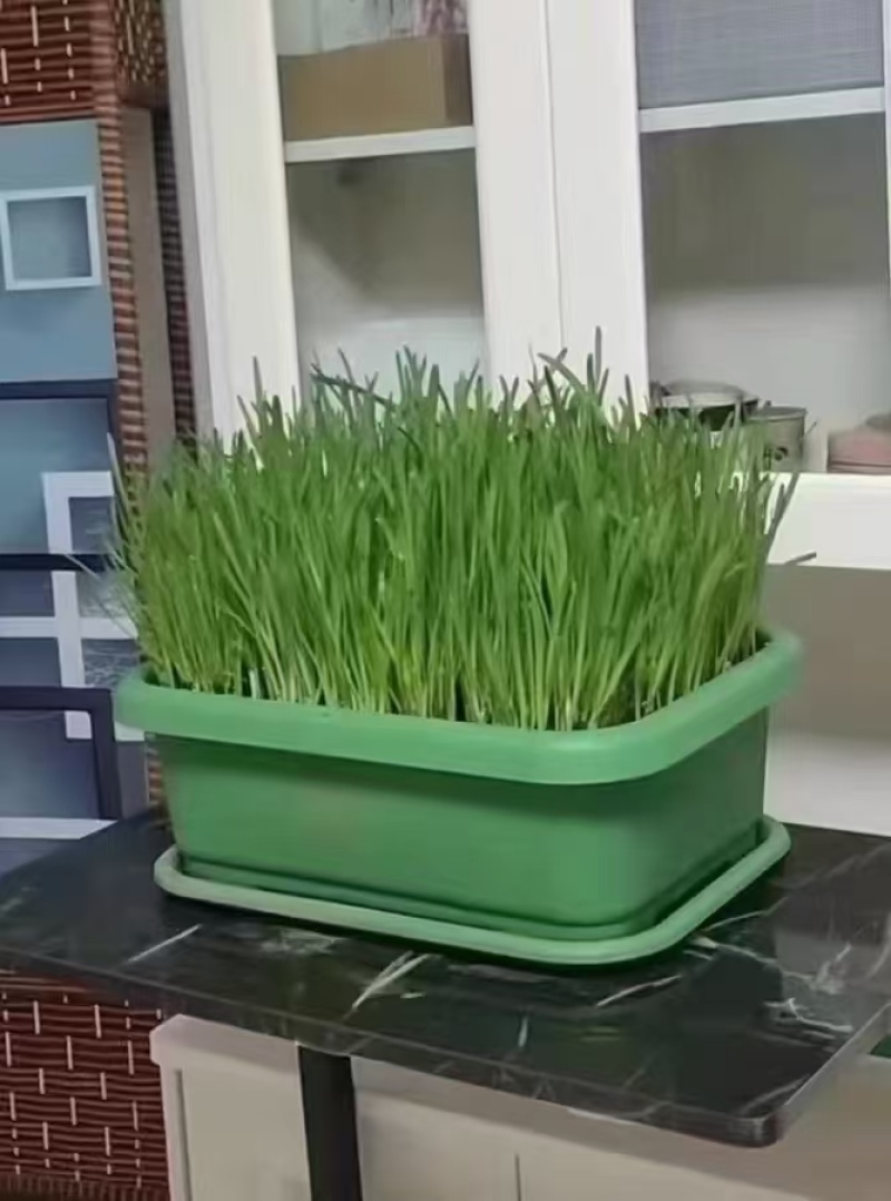 黄韭盆景，可以吃的盆栽蔬菜