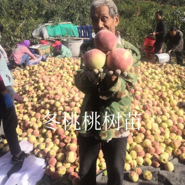 新品种全红蜜迎秋蜜桃映雪红冬桃树苗早熟晚熟桃苗特大品种等