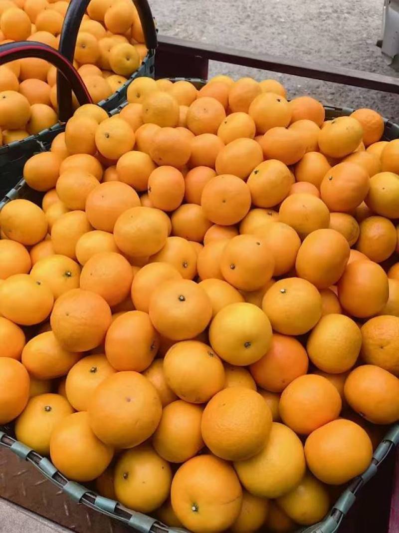 精品沃柑