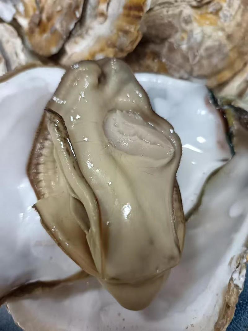 山东乳山生蚝产地直供规格齐全量大从优欢迎老板来电咨询订购