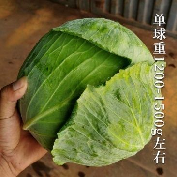 扁包菜甘蓝莲花白产地看货论价保质保量欢迎订购