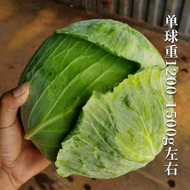 扁包菜甘蓝莲花白产地看货论价保质保量欢迎订购