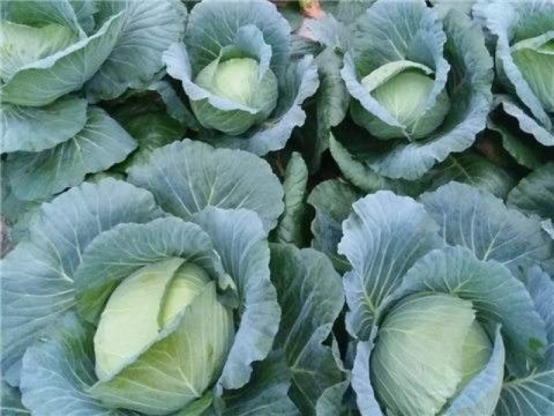 扁包菜甘蓝莲花白产地看货论价保质保量欢迎订购