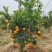 四川春见柑橘耙耙柑大量供应/品质保证/量大从优全国发货