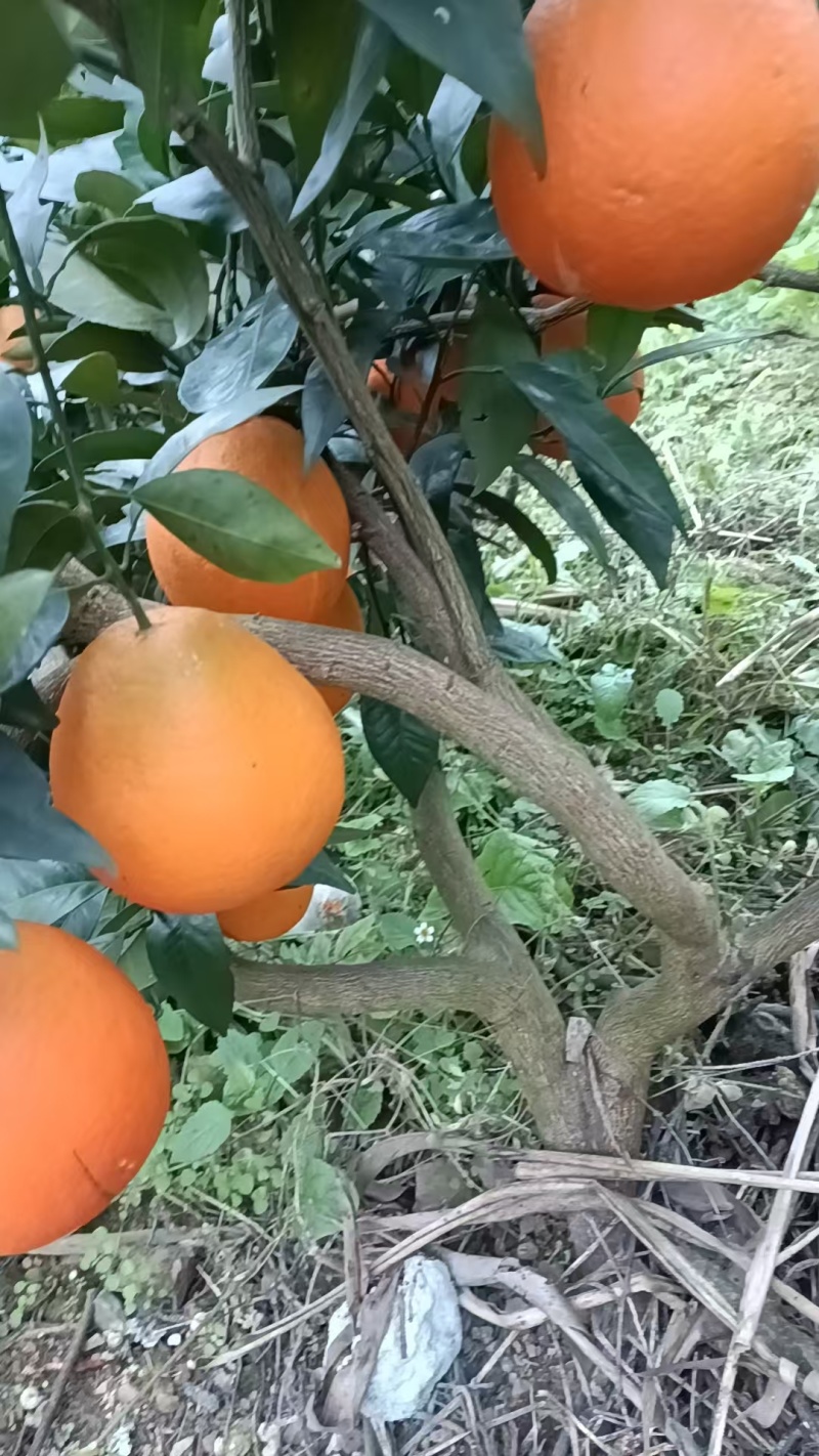 雷波脐橙板车货只需要8角每斤