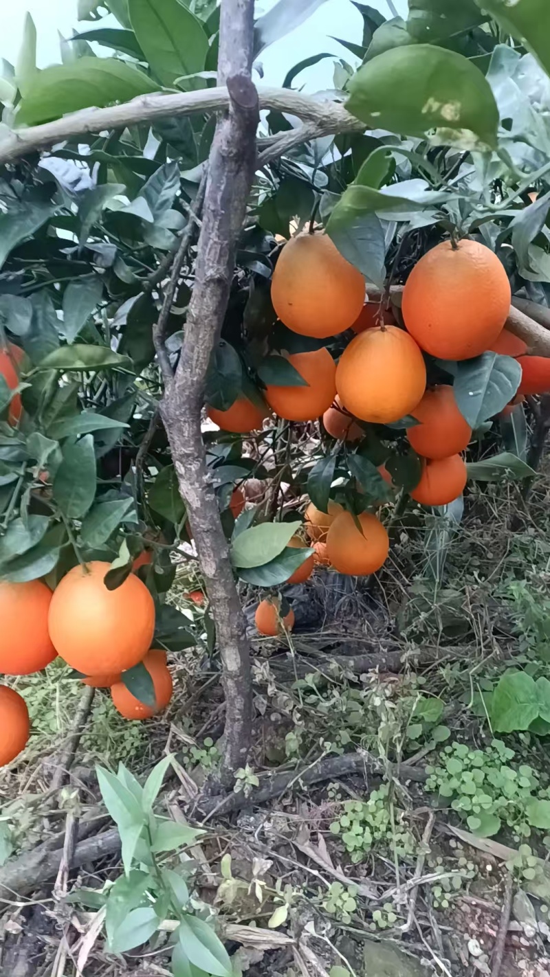 雷波脐橙板车货只需要8角每斤