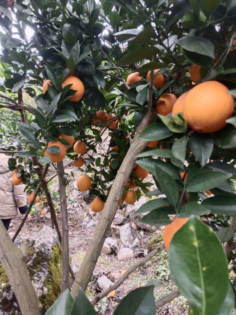 雷波脐橙板车货只需要8角每斤
