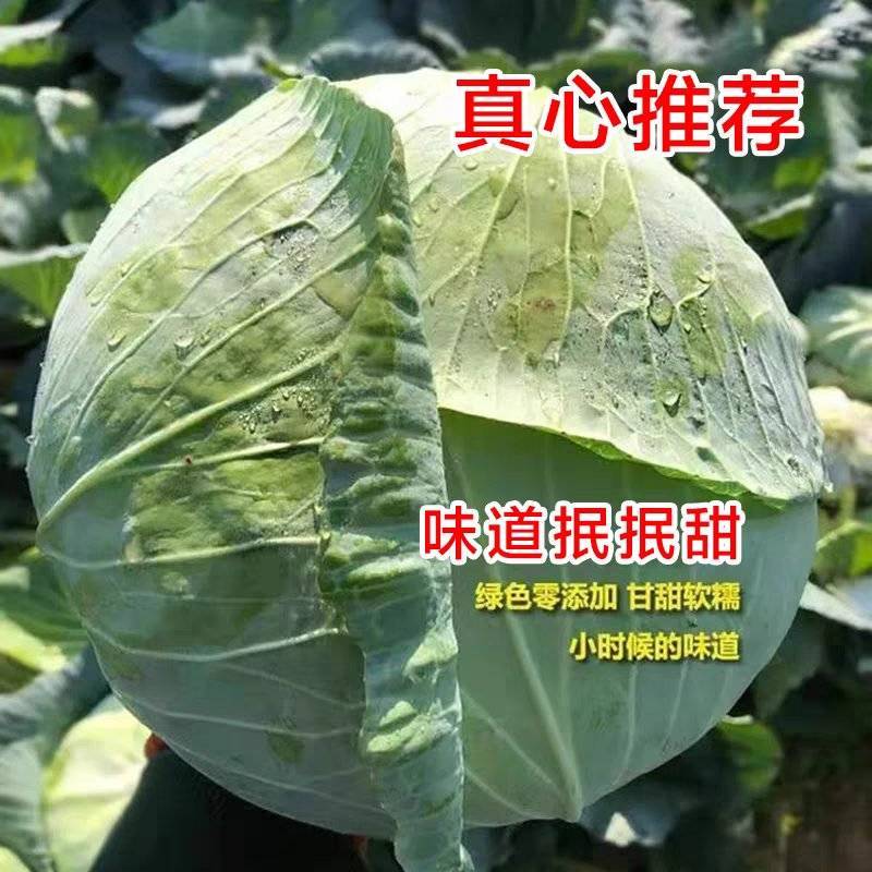 甘蓝莲花白包菜产地看货论价保质保量欢迎订购