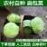 甘蓝莲花白包菜产地看货论价保质保量欢迎订购