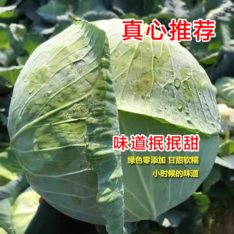 甘蓝莲花白包菜产地看货论价保质保量欢迎订购