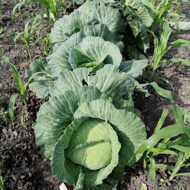 甘蓝莲花白包菜产地看货论价保质保量欢迎订购