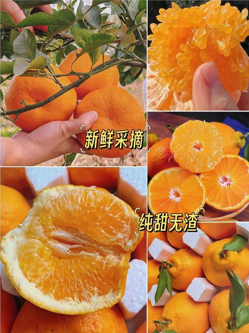 四川春见柑橘耙耙柑大量供应/品质保证/量大从优全国发货