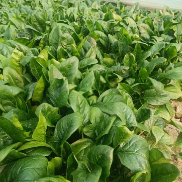 大量供应大叶菠菜