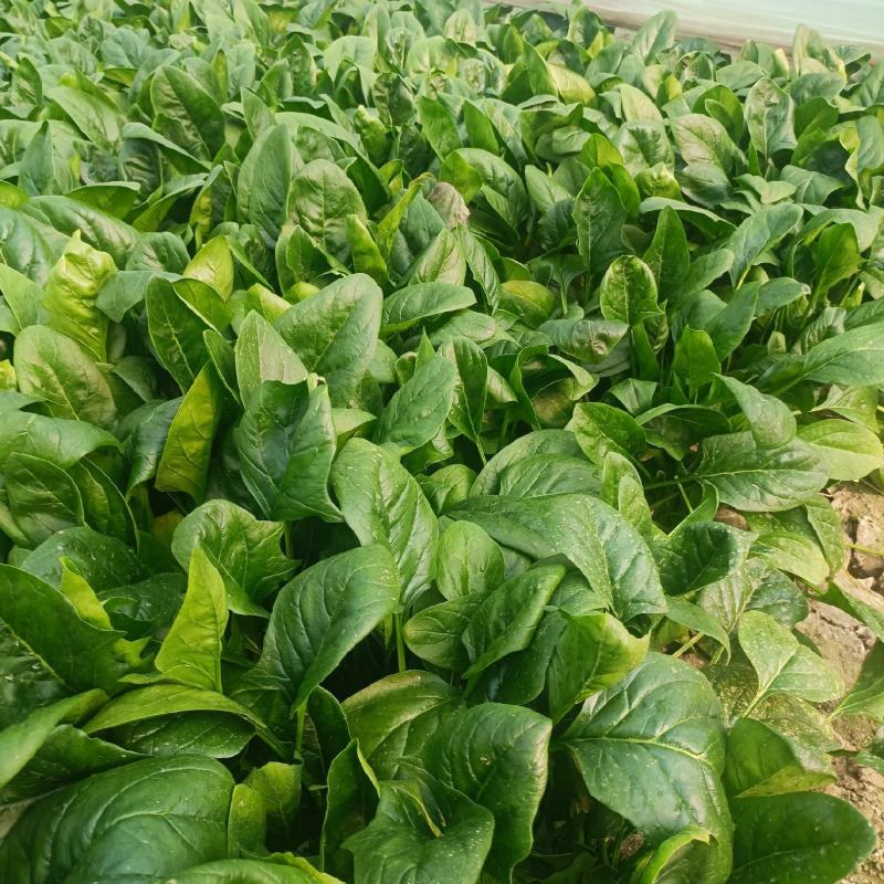 大量供应大叶菠菜