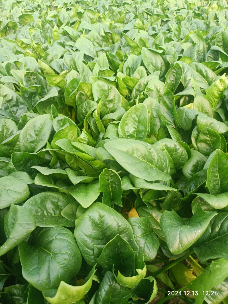 大量供应大叶菠菜