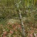 占地桃树，三到5年幼树，无病害，成活率高，当年可结果