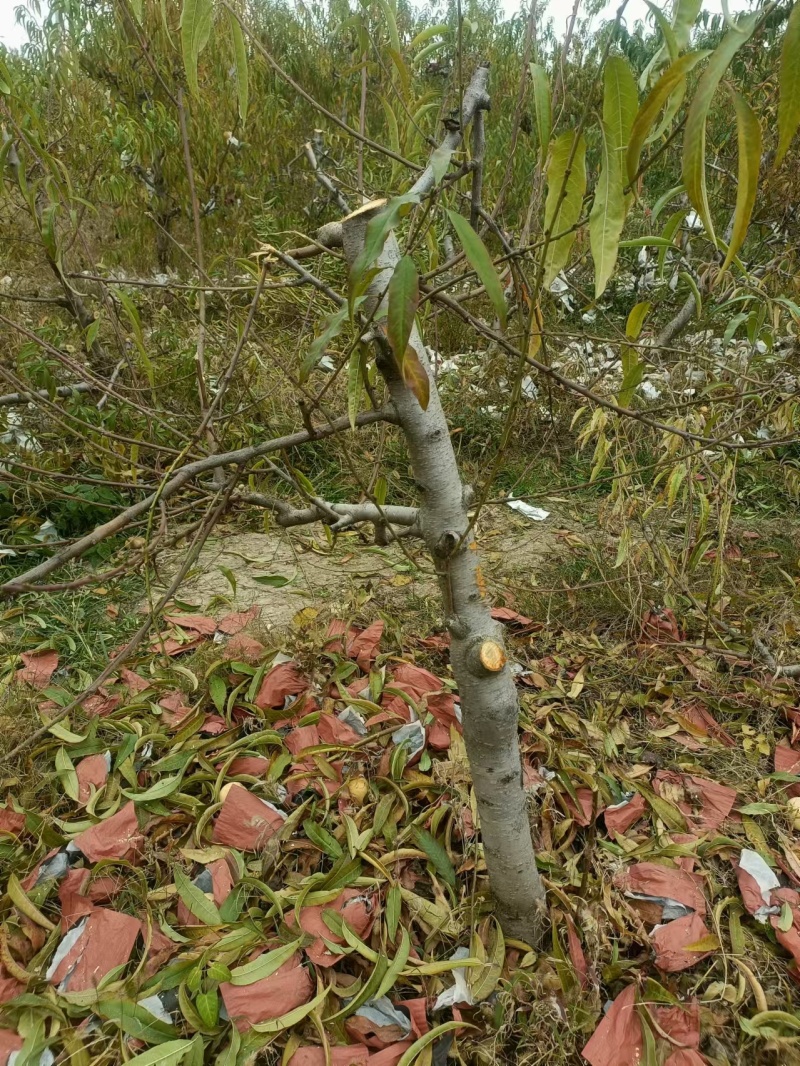 占地桃树，三到5年幼树，无病害，成活率高，当年可结果