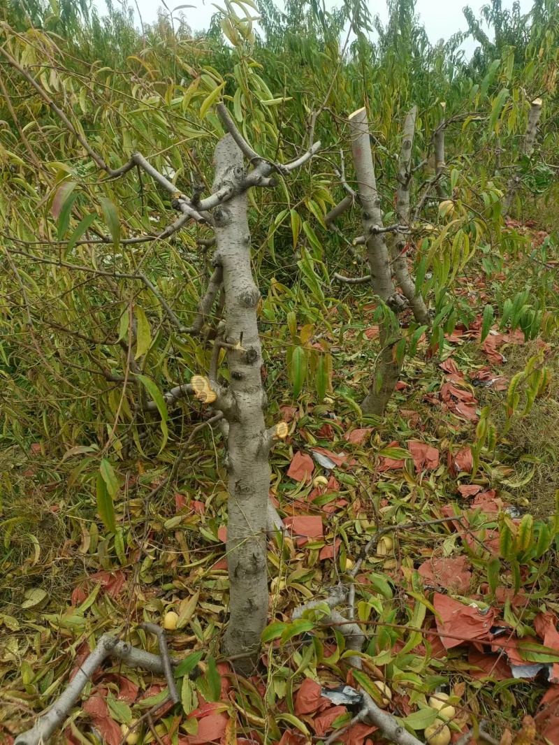 占地桃树，三到5年幼树，无病害，成活率高，当年可结果