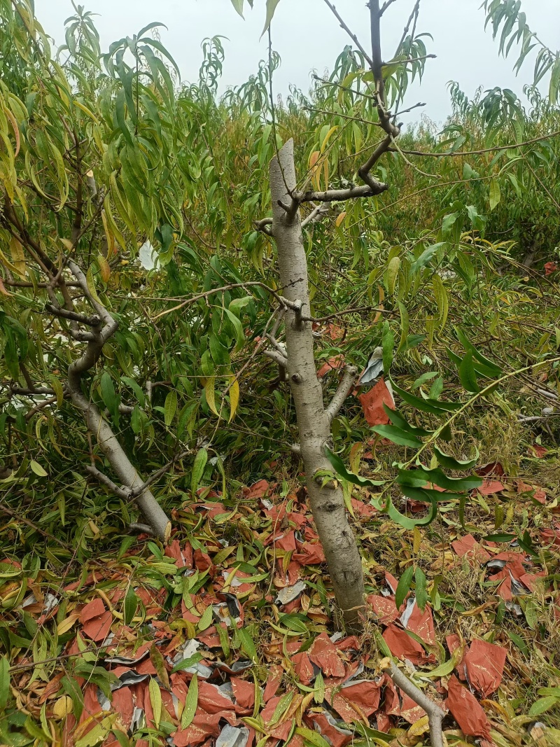占地桃树，三到5年幼树，无病害，成活率高，当年可结果