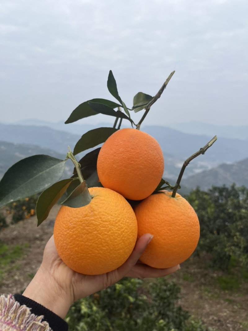 橙子江边甜橙，口感纯甜，基地直供量大从优，欢迎来电咨询