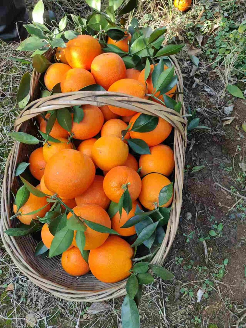 橙子江边甜橙，口感纯甜，基地直供量大从优，欢迎来电咨询