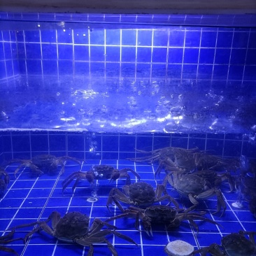 冮苏大闸蟹