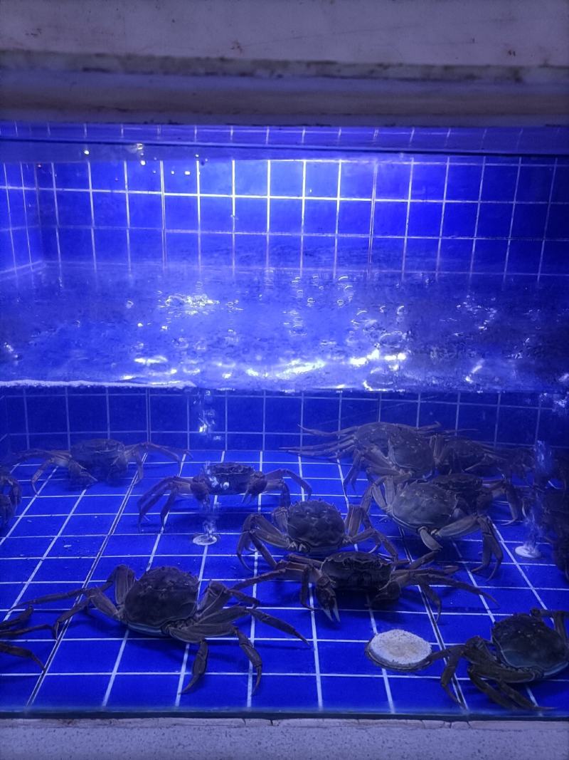 冮苏大闸蟹