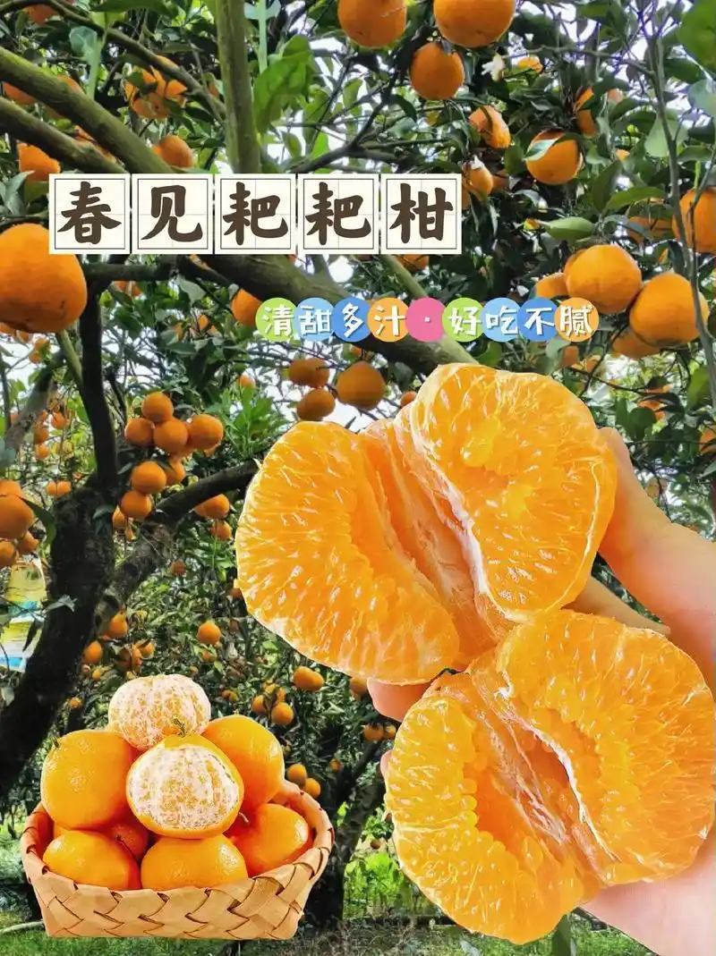 春见柑橘耙耙柑万亩果园量大从优保质保量现摘现发对接全国