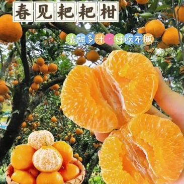 四川原产地耙耙柑春见柑橘大量供应保质保量诚信代办全国发货