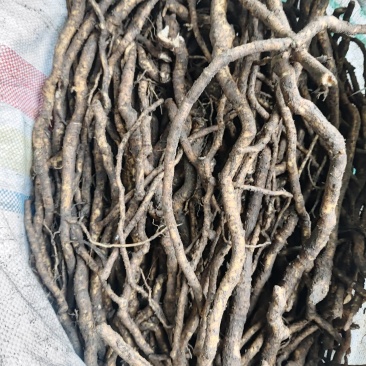 大通草根