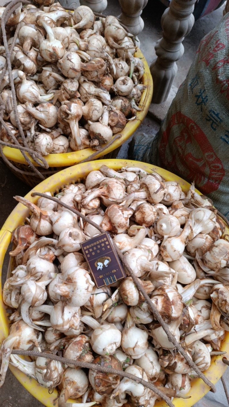 【茨菇】宽叶慈姑支持视频看货，4到8个一斤全国发货