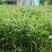 潮汕九层塔金不换罗勒叶新鲜食用冬阴功打抛饭
