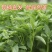 潮汕九层塔金不换罗勒叶新鲜食用冬阴功打抛饭