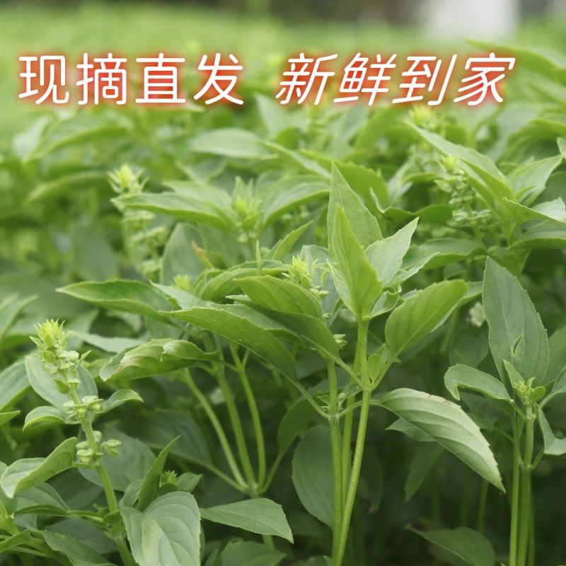潮汕九层塔金不换罗勒叶新鲜食用冬阴功打抛饭
