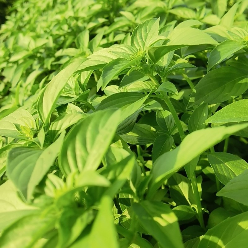 潮汕九层塔金不换罗勒叶新鲜食用冬阴功打抛饭