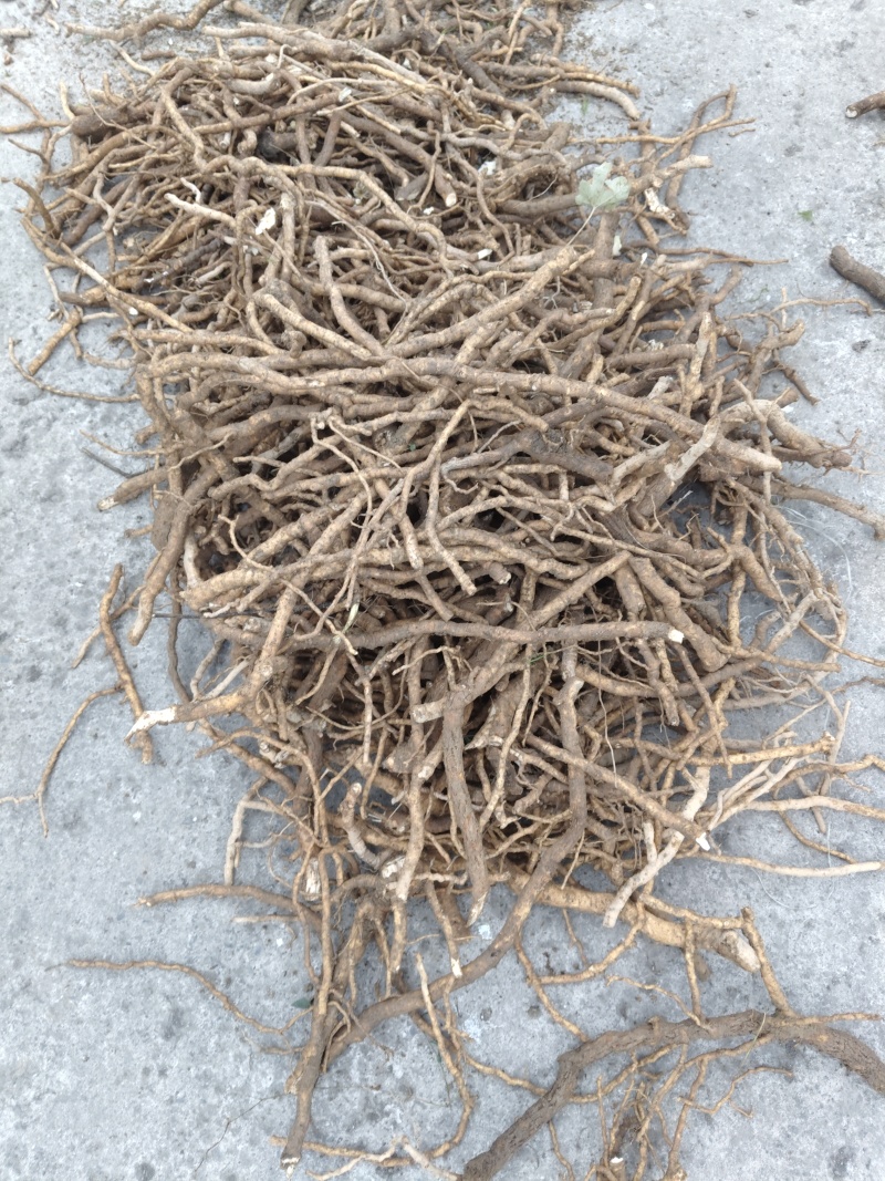 大通草根