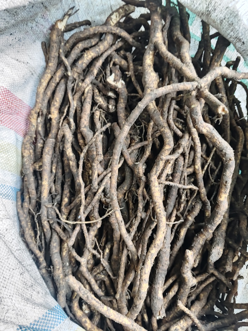 大通草根