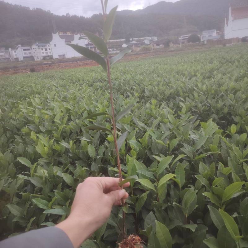 水仙、茶苗，基地直发，诚信经营，欢迎订购