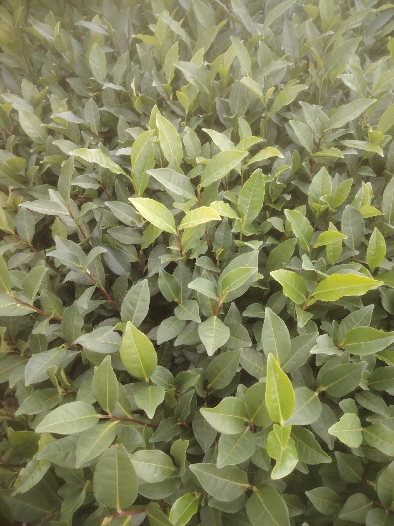 水仙、茶苗，基地直发，诚信经营，欢迎订购
