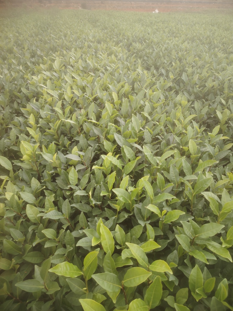水仙、茶苗，基地直发，诚信经营，欢迎订购