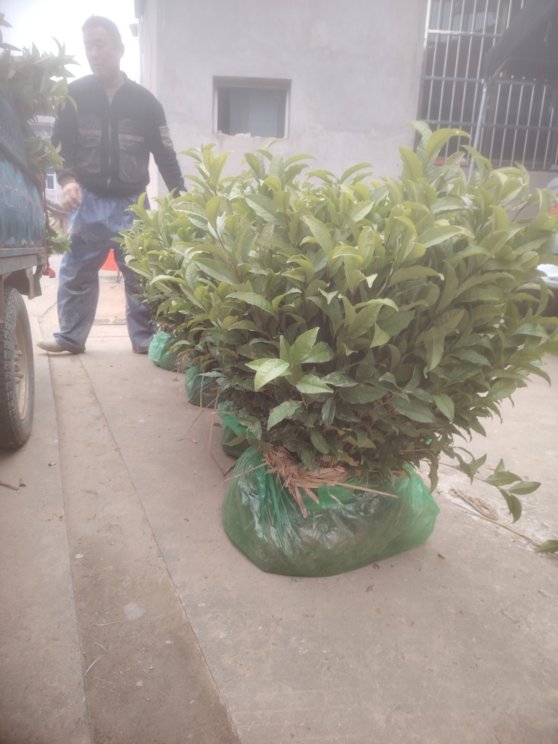 水仙、茶苗，基地直发，诚信经营，欢迎订购