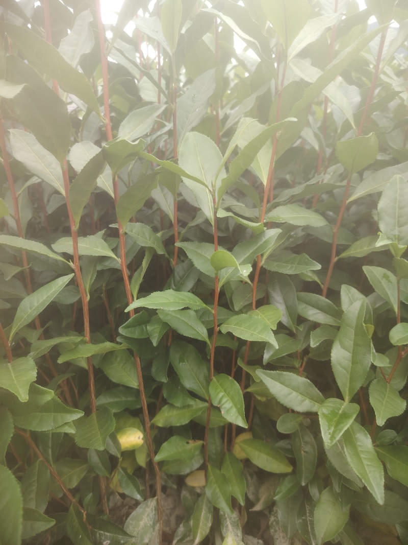 水仙、茶苗，基地直发，诚信经营，欢迎订购