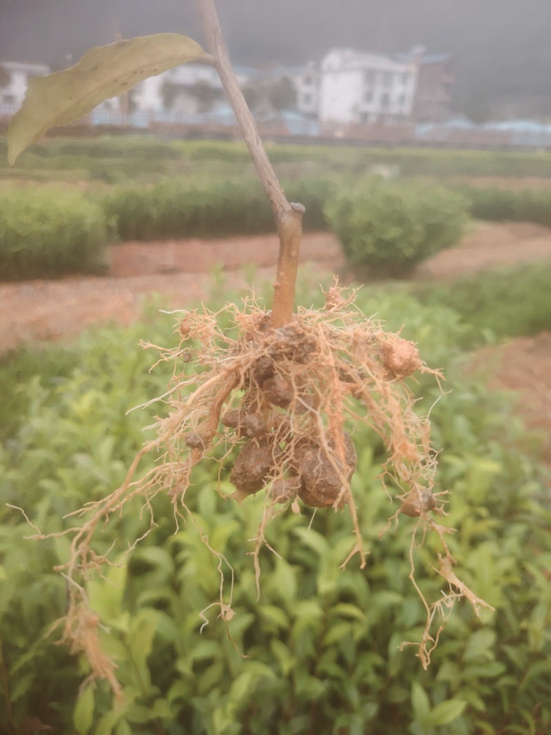 水仙、茶苗，基地直发，诚信经营，欢迎订购
