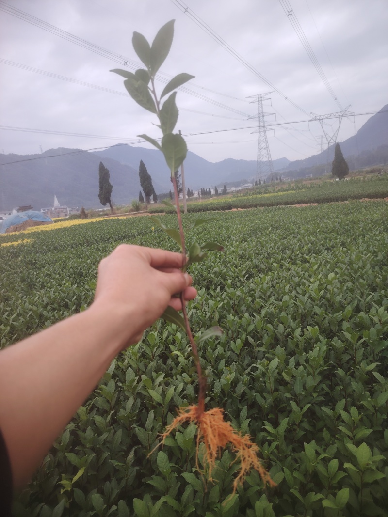 水仙、茶苗，基地直发，诚信经营，欢迎订购