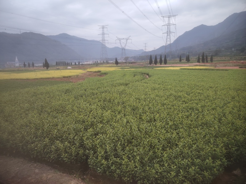 水仙、茶苗，基地直发，诚信经营，欢迎订购